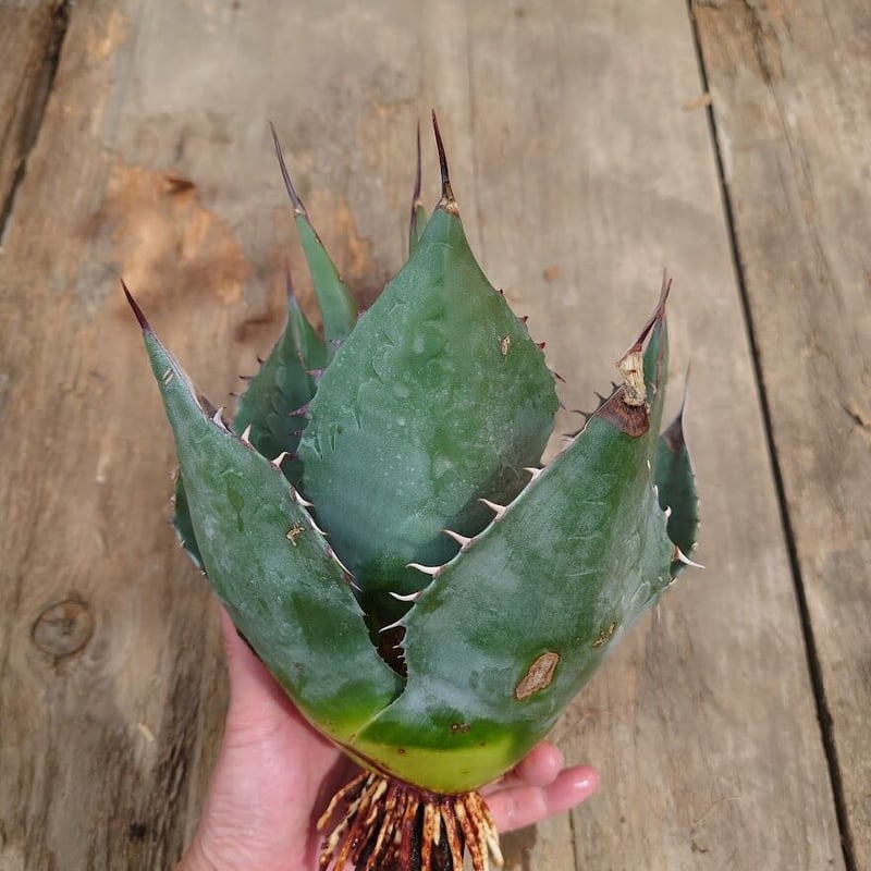 【特選優良株】アガベ パラサナ グローブ 丸型ハウス地植え特大株 直径約40cm アガベ パラサナ グローブ agave parrasana globe 1【発根済】 | Me