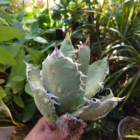 アガベ チタノタ オアハカ Agave titanota Oaxaca 19