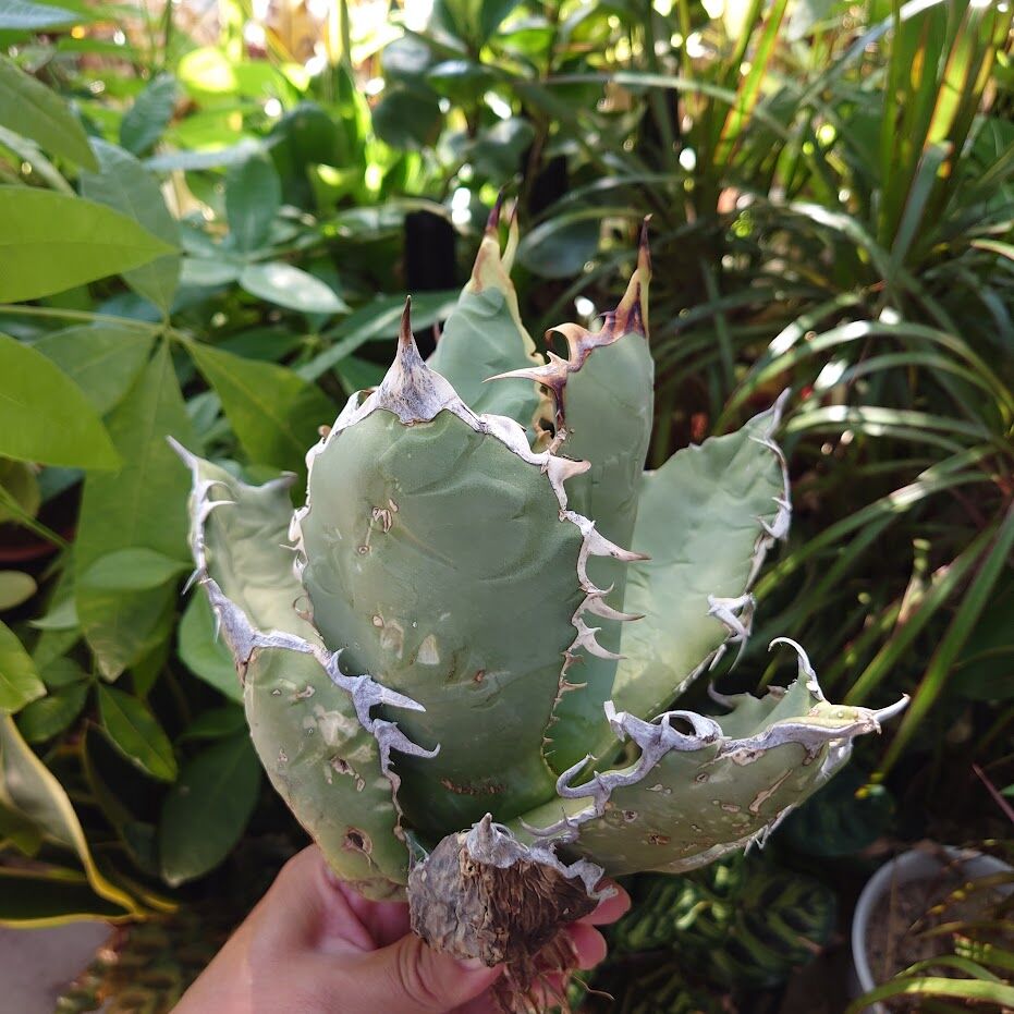 アガベ チタノタ オアハカ Agave titanota Oaxaca 19 アガベ チタノタ オアハカ Agave titanota Oaxaca 19 | Mellow