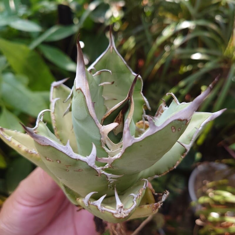 アガベ チタノタ オアハカ Agave titanota Oaxaca 13 | Mellow