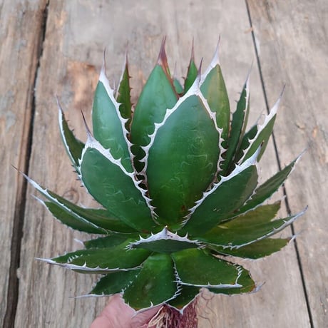 アガベ ホリダ agave horrida 4 【大株・美株】