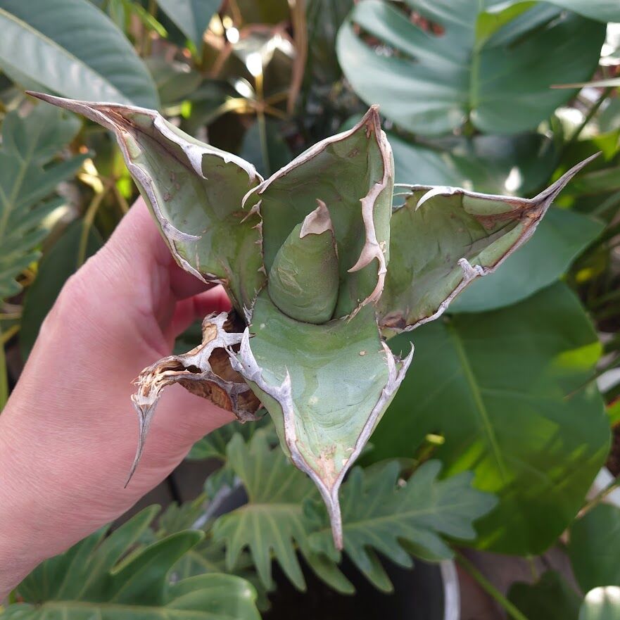 アガベ　チタノタ　オアハカ アガベ チタノタ オアハカ 輸入株 | GREEN LUCK