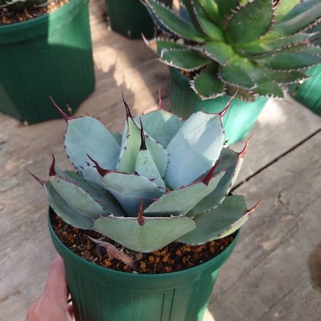 アガベ パリー トランカータ agave parryi truncata 1