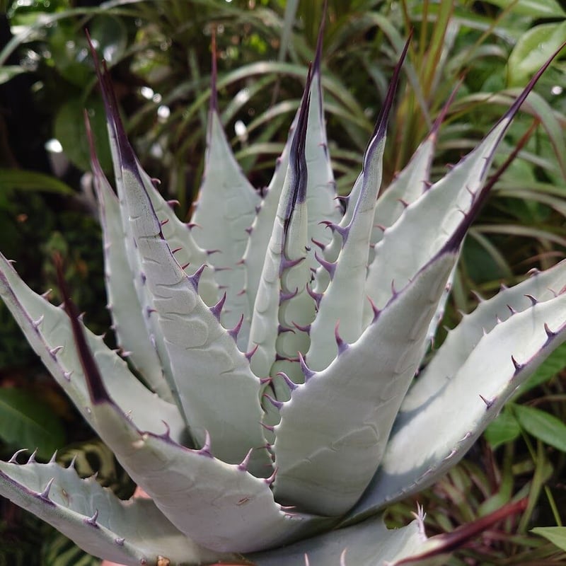 アガベ パリー ネオメキシカーナ agave prryi ssp.neomexicana 1 アガベ パリー ネオメキシカーナ agave prryi ssp.neomexicana 1