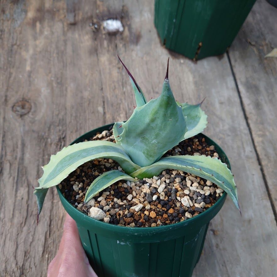 アガベ オバティフォリア オルカ 1 Agave ovatifolia variegated アガベ オバティフォリア オルカ 1 Agave ovatifolia variegated