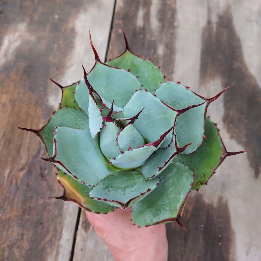 アガベ パリー トランカータ ラスト1株 agave parryi truncata 2 アガベ パリー トランカータ ラスト1株 agave parryi truncata 2