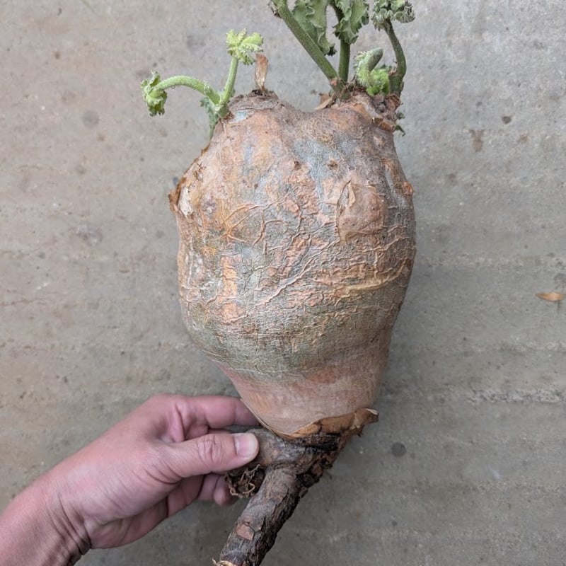キフォステンマ マクロプス 4 Cyphostemma uter macropus 【発根済】