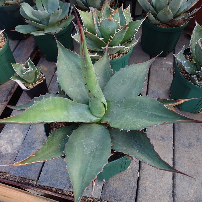 アガベ ジェントリー ジョーズ agave gentryi