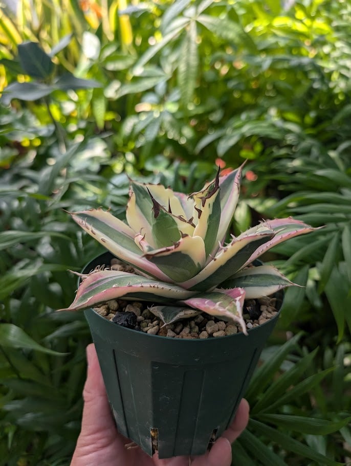 アガベ チタノタ スナグルトゥース ST11 | Mellow Yard