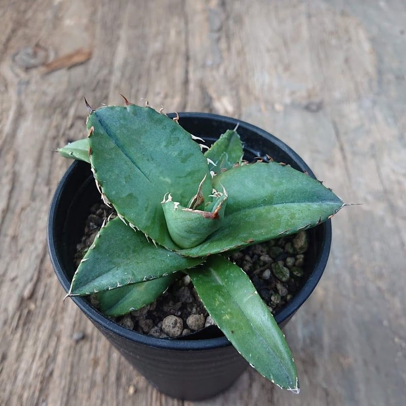 no.4 アガベ チタノタ Agave titanota 【送料全国一律500円 no.4 アガベ チタノタ Agave titanota 【送料全国一律500円