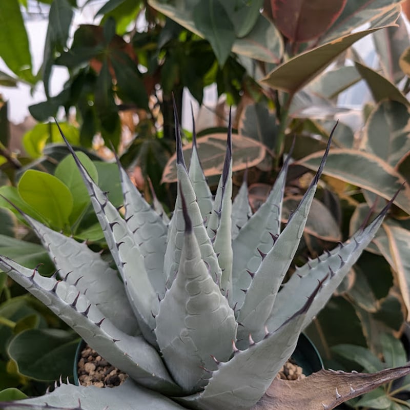 ネオメキシーナ　アガベ　パリー アガベ パリー・ネオメキシカーナ Agave parryi ssp. neomexicana