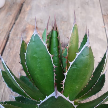 アガベ ホリダ agave horrida 2 【大株・美株】