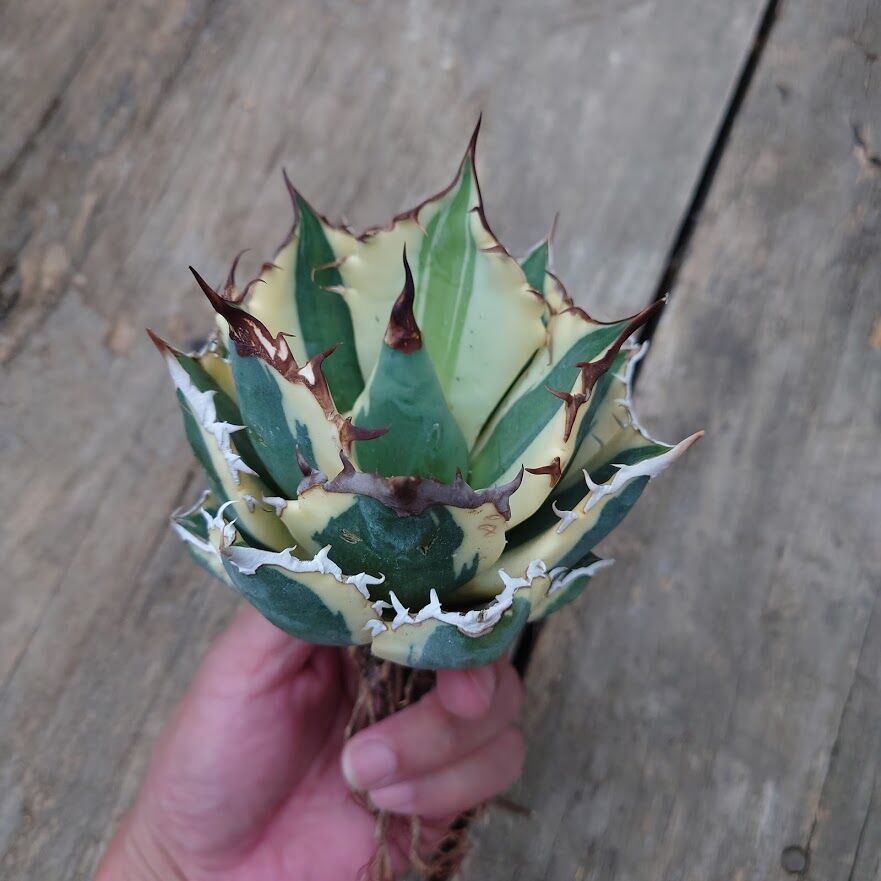 夏セールアガベ チタノタ スナグルトゥ－ス ‼️ 胴切り株栽培10500→9500 アガベ・チタノタ スナグルトゥース（芽）-006｜agave titanota