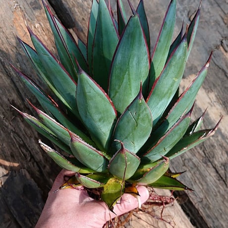 no.1 アガベ ブルーグロウ agave blue grow 【発根済】