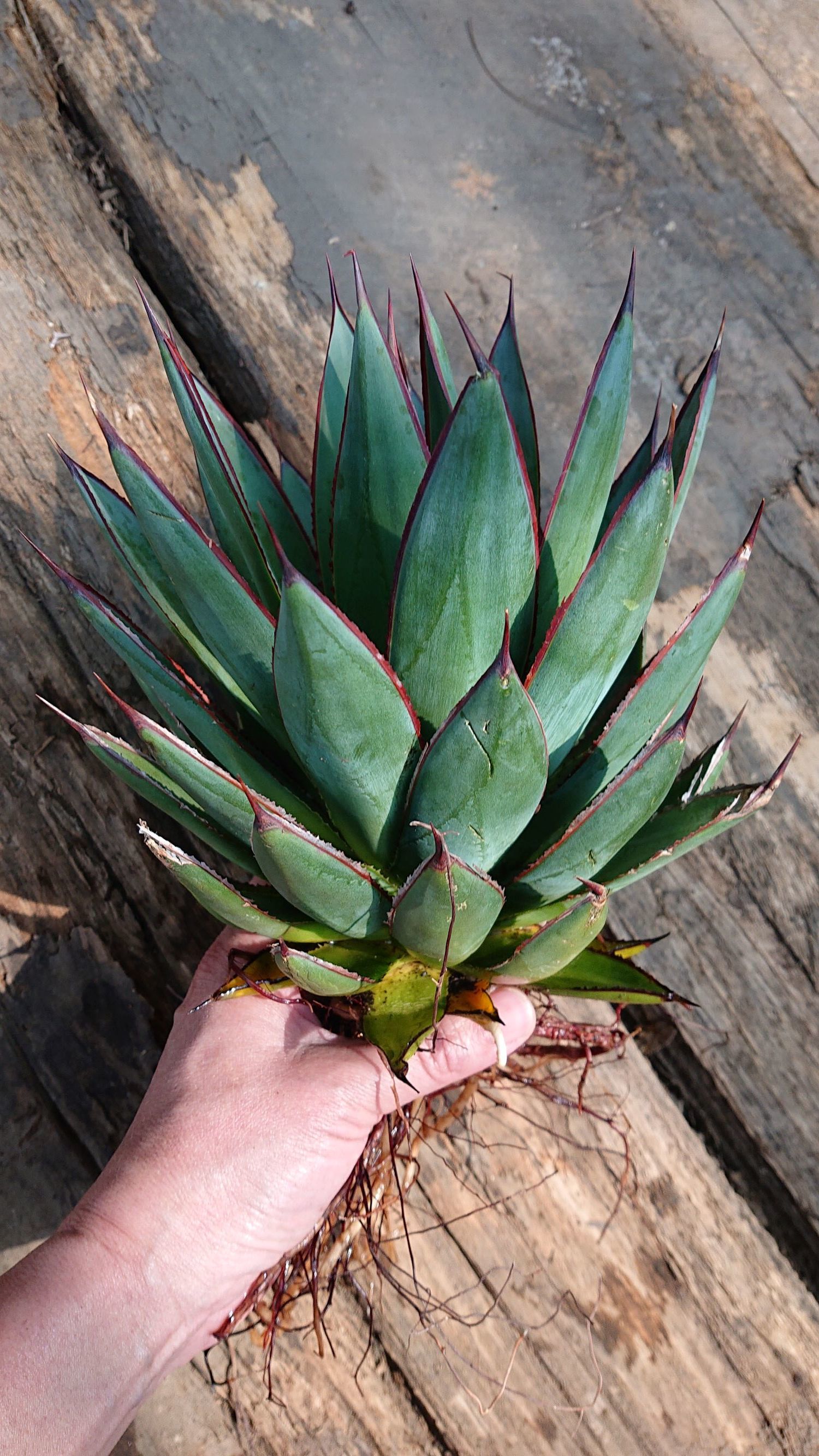 no.1 アガベ ブルーグロウ agave blue grow 【発根済】 | Mellow