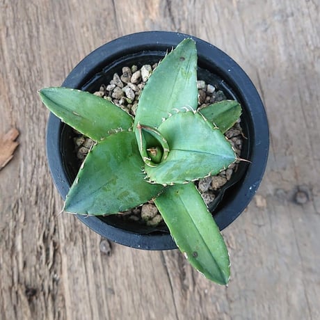 no.1 アガベ チタノタ Agave titanota 【送料全国一律500円】