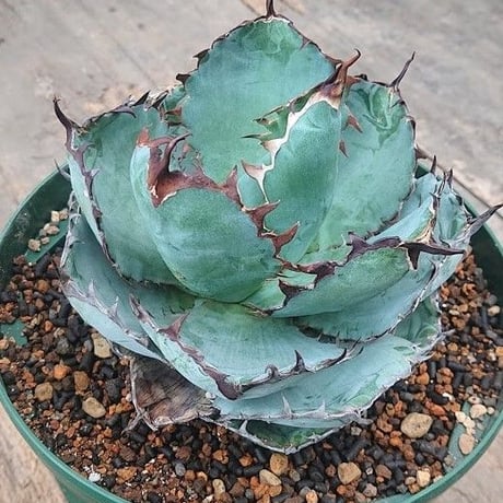no.7 アガベ チタノタ ブラックアンドブルー Agave titanota black&blue