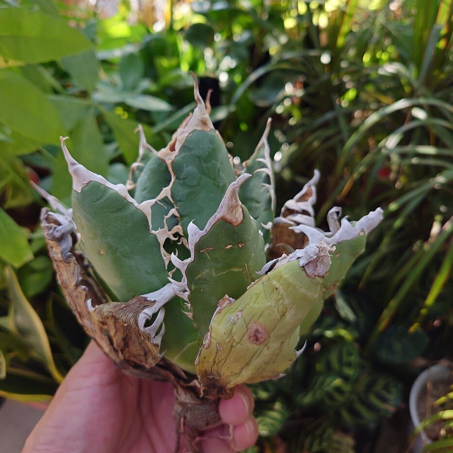 アガベ チタノタ オアハカ Agave titanota Oaxaca 17 | Mellow