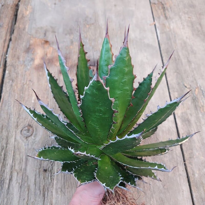 アガベホリダ極上株　Agave horrida No.AHRD023 アガベホリダ極上株 Agave horrida No.AHRD023 アガベ ホリダ