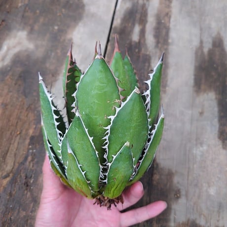 アガベ ホリダ agave horrida