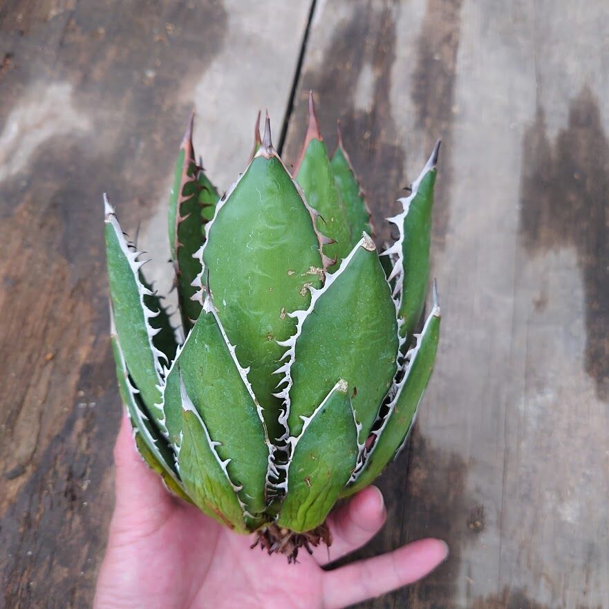 アガベ ホリダ agave horrida | Mellow Yard