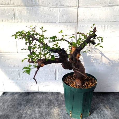 コミフォラ ボラネンシス 2 Commiphora boranensis