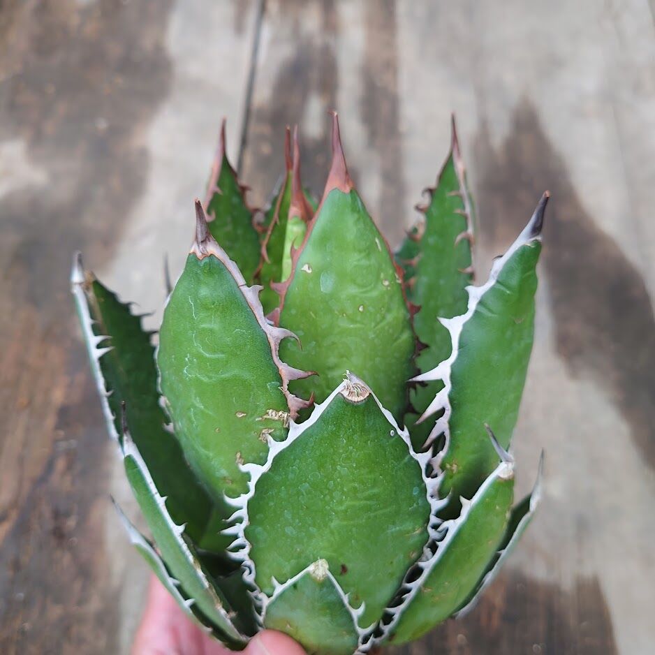 アガベ ホリダ　Agave horrida ssp. horrida 黒い棘 Agave