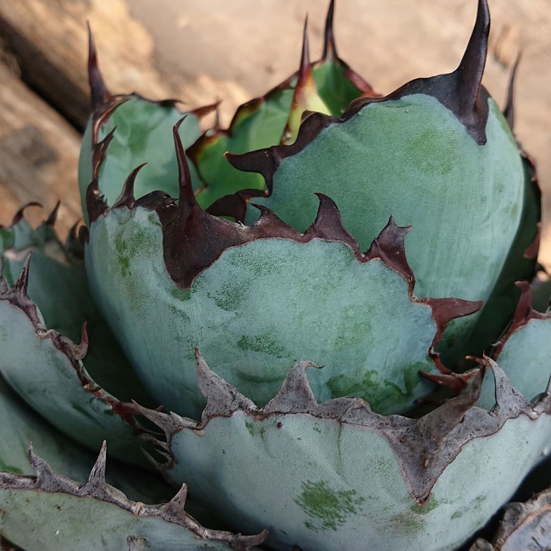 no.5 アガベ チタノタ ブラックアンドブルー Agave titanota black&b