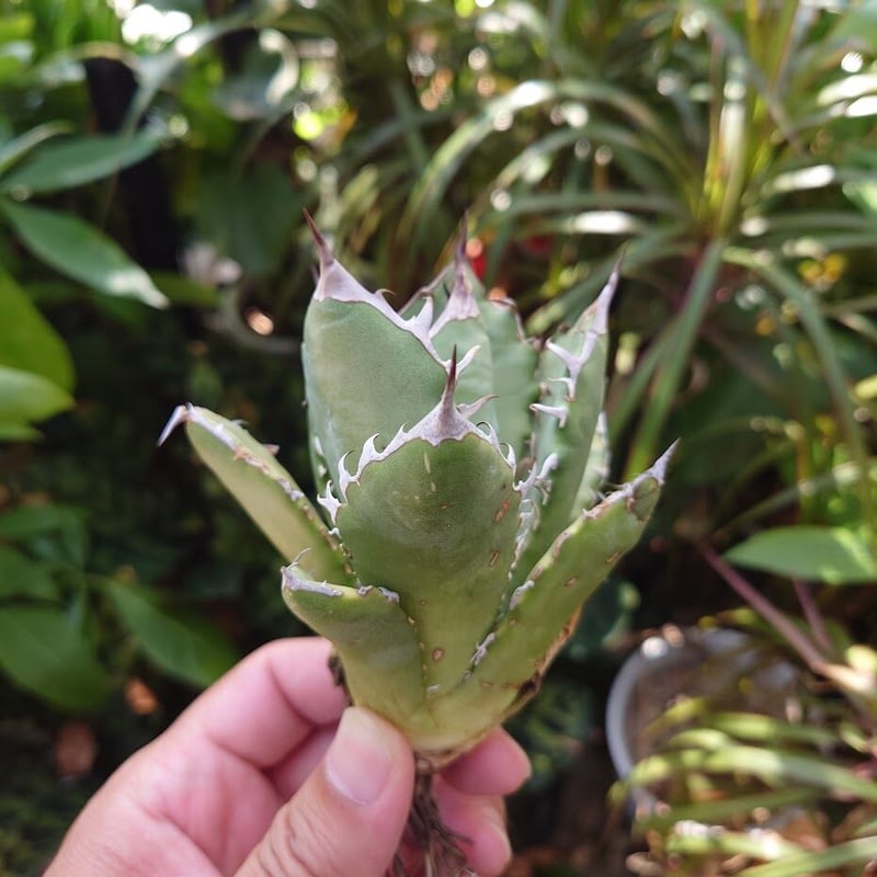 アガベ チタノタ オアハカ Agave titanota Oaxaca 12 | Mellow