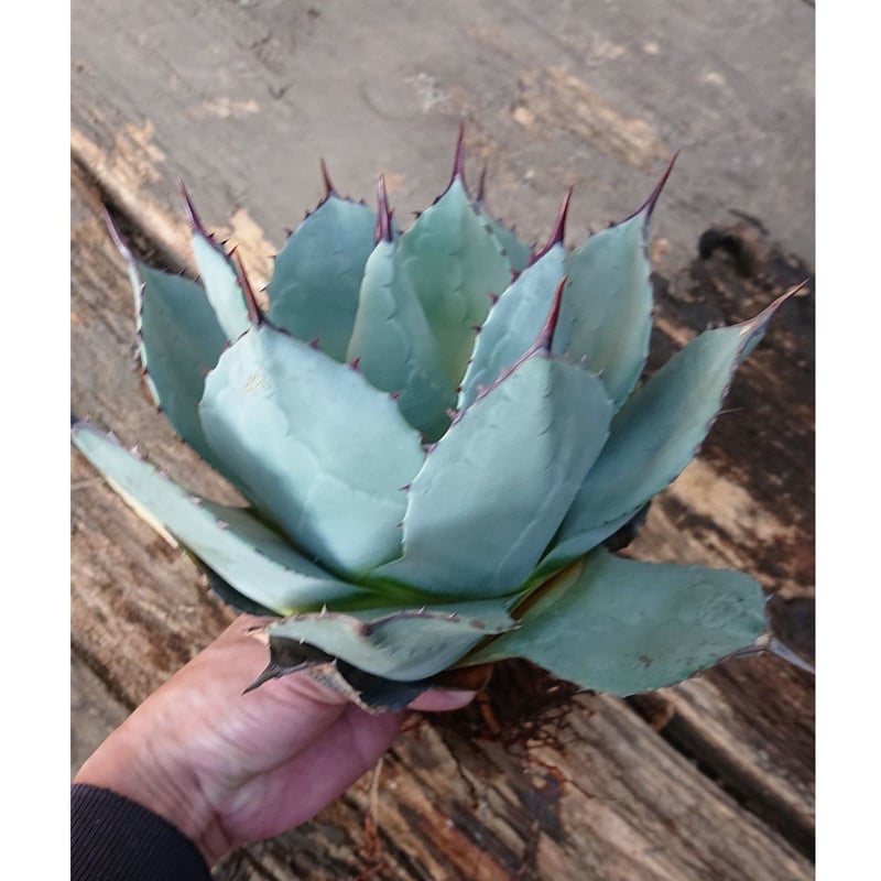 no.1 アガベ パリー トランカータ agave parryi truncata 【発根 no.1 アガベ パリー トランカータ agave parryi truncata 【発根
