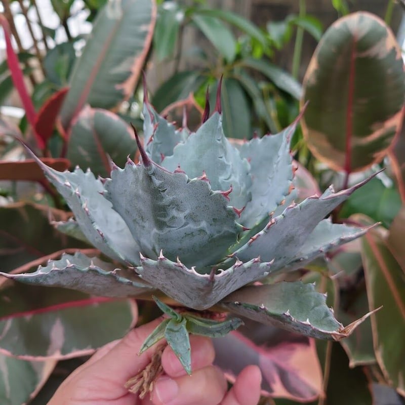 アガベ パラサナ グローブ agave parrasana globe P4 | Mellow