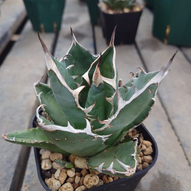 アガベ チタノタ オアハカ Agave titanota Oaxaca 13