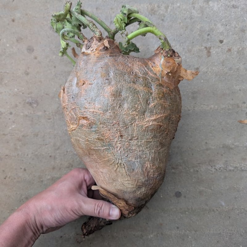 キフォステンマ マクロプス 4 Cyphostemma uter macropus 【発根済】