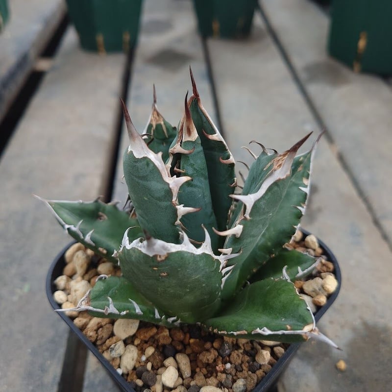 アガベ チタノタ オアハカ Agave titanota Oaxaca 12 | Mellow アガベ チタノタ オアハカ Agave titanota Oaxaca 12 | Mellow