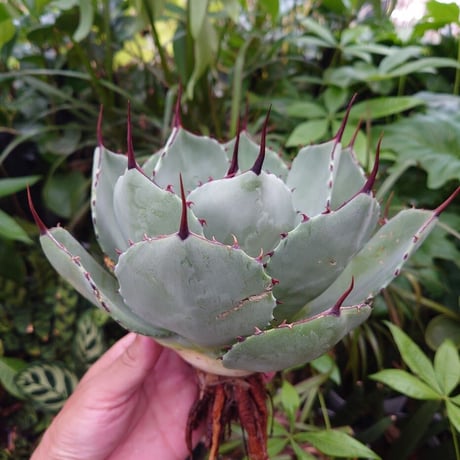 アガベ パリー トランカータ agave parryi truncata P3