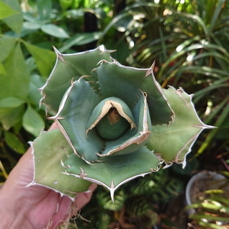 アガベ チタノタ オアハカ Agave titanota Oaxaca 15