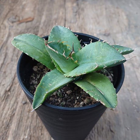 no.6 アガベ チタノタ Agave titanota 【送料全国一律500円】