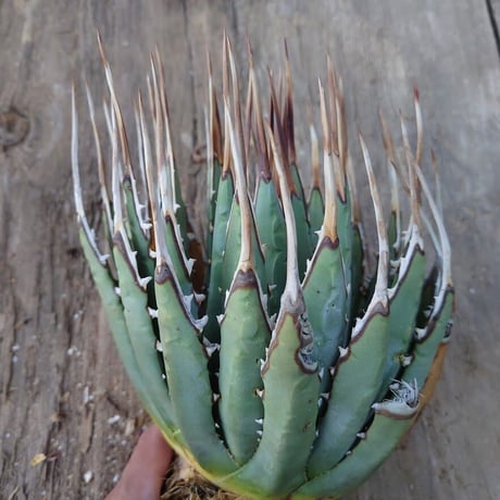 アガベ ユタエンシス ネバデンシス 2 Agave uthaensis var. nevadensis