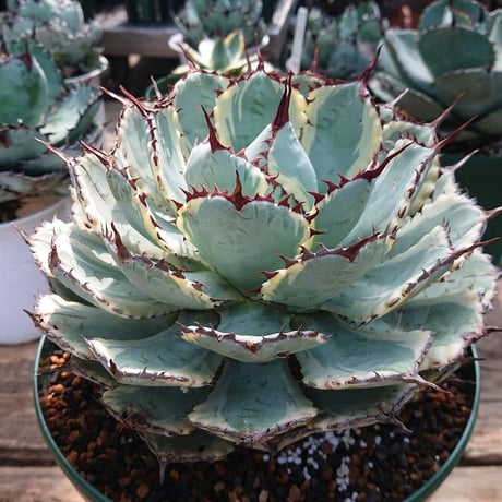 アガベ ポタトルム 吉祥冠錦 agave potatorum ‘Kissho Kan’ variegata 【発根済】