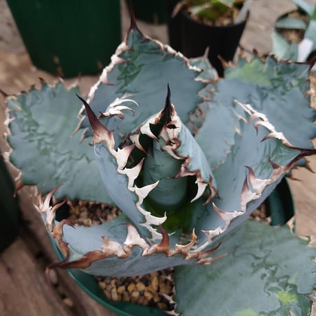 アガベ チタノタ ライオンズメーン メイン Agave titanota Lion's Mane L0