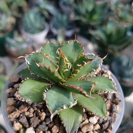アガベ チタノタ フィリグリー 6 Agave titanota filigree