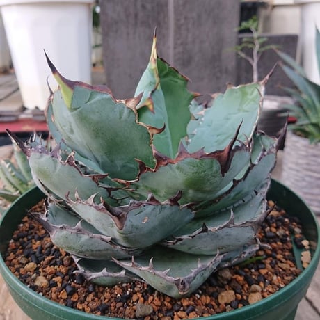 no.6 アガベ チタノタ ブラックアンドブルー 子株付き  Agave titanota black&blue