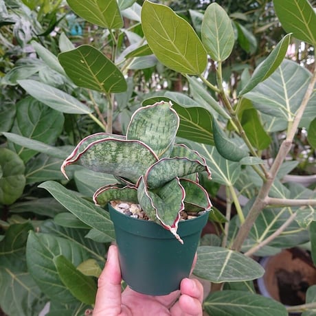 EMP サンセベリア Dragon glow ドラゴングロー / SA388 EMP サンセベリア Dragon glow ドラゴングロー / SA388 - メルカリ