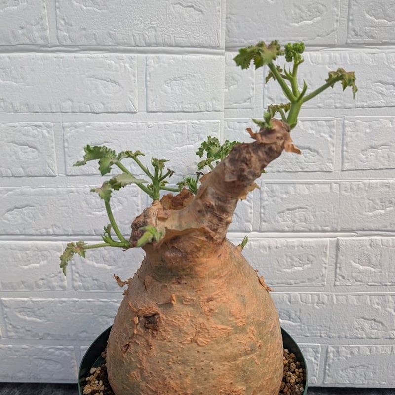 キフォステンマ マクロプス 2 Cyphostemma uter macropus 【発根済】