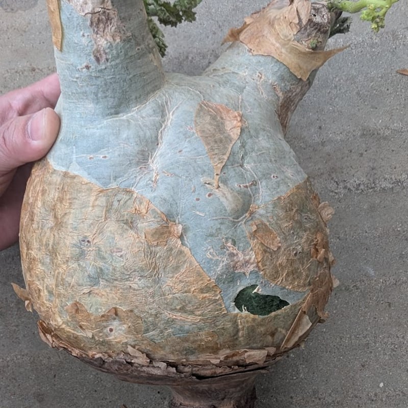 美株 キフォステンマ マクロプス 発根済 キフォステンマ ウター