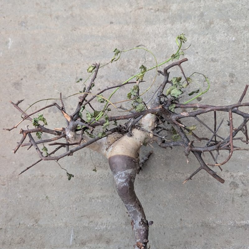 コミフォラ カタフ 3 （ピュアカタフ） Commiphora kataf