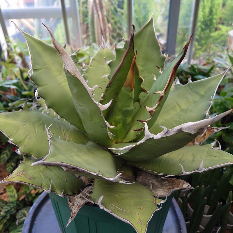 アガベ チタノタ オアハカ Agave titanota Oaxaca 8 【訳あり】 | M...