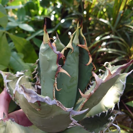 アガベ チタノタ オアハカ Agave titanota Oaxaca 19