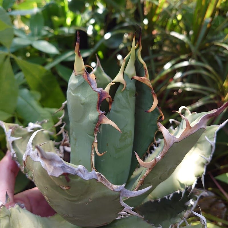 アガベ チタノタ オアハカ Agave titanota Oaxaca 19 | Mellow