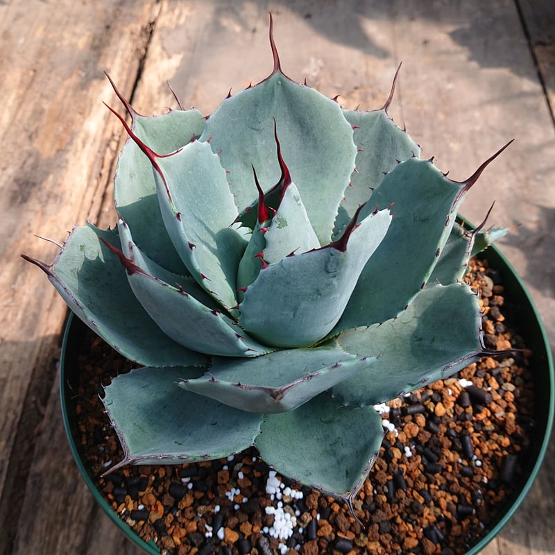 no.3 アガベ パリー トランカータ agave parryi truncata 【発根済】...